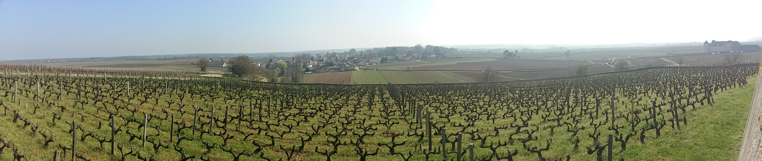 vignes Vougeot